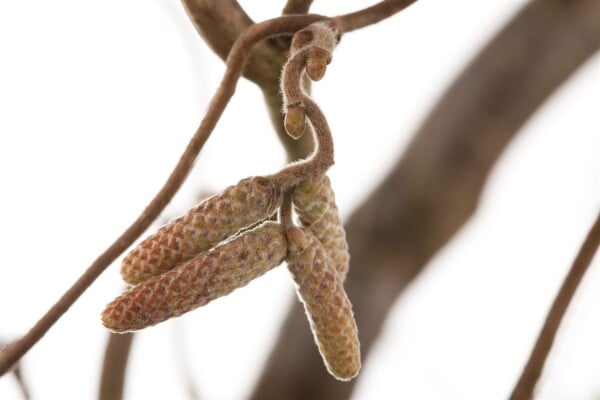 Corylus avellana Contorta 40- 60 cm