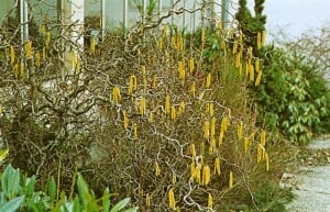 Corylus avellana Contorta 40- 60 cm