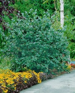 Corylus avellana Contorta 40- 60 cm