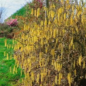 Corylus avellana Contorta 40- 60 cm