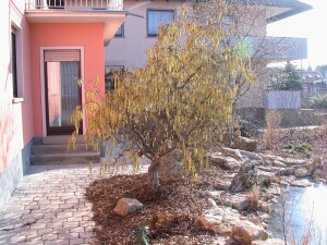 Corylus avellana Contorta 40- 60 cm