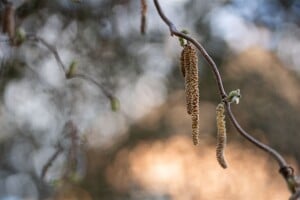 Corylus avellana Contorta 40- 60 cm