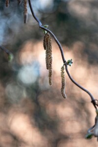 Corylus avellana Contorta 40- 60 cm