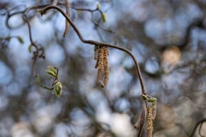 Corylus avellana Contorta 40- 60 cm