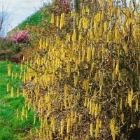 Corylus avellana Contorta 40- 60 cm