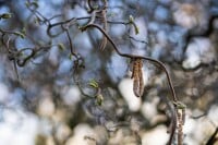 Corylus avellana Contorta 40- 60 cm