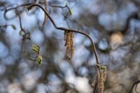 Corylus avellana Contorta 40- 60 cm