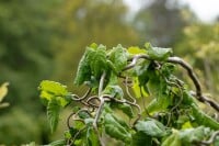 Corylus avellana Contorta 40- 60 cm