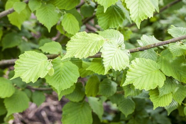 Corylus avellana Nottinghams Früheste      CAC 5 L 60- 100