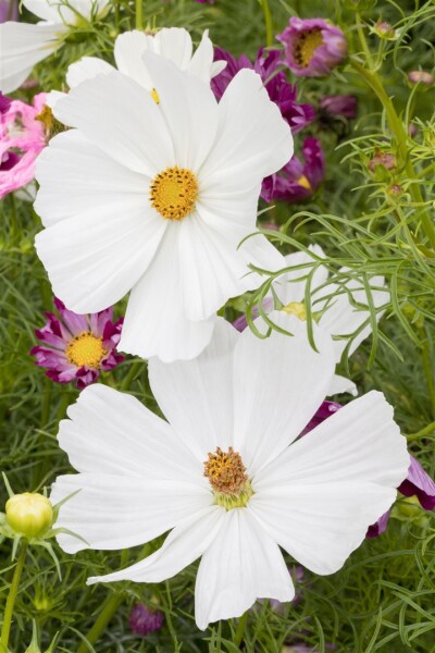 Cosmos bipinnatus White 2L 60-