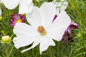 Cosmos bipinnatus White 2L 60-