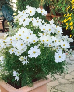 Cosmos bipinnatus White 2L 60-