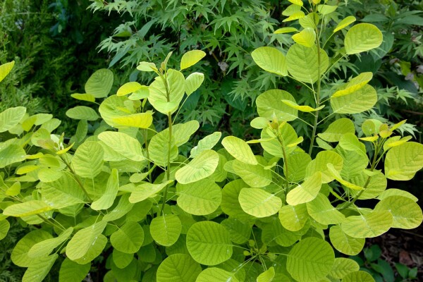 Cotinus coggygria Golden Lady -R- 3 L 40-  60