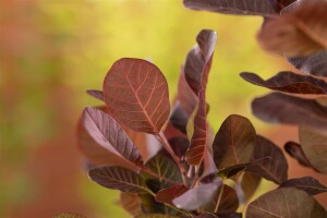 Cotinus coggygria Lilla  -S- 40- 60 cm