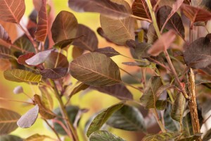 Cotinus coggygria Lilla  -S- 40- 60 cm