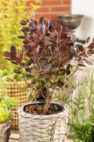 Cotinus coggygria Lilla  -S- 40- 60 cm