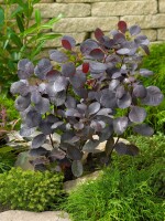 Cotinus coggygria Lilla  -S- 40- 60 cm