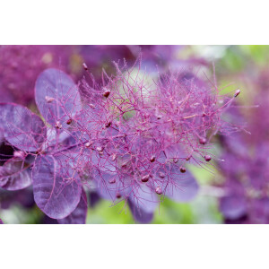Cotinus coggygria Royal Purple 7,5 L 80- 100