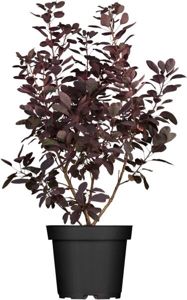 Cotinus coggygria Royal Purple 3L 40-  60