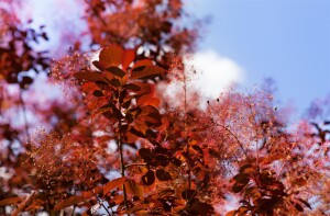 Cotinus coggygria Royal Purple 3L 40-  60