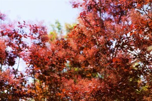 Cotinus coggygria Royal Purple 3L 40-  60