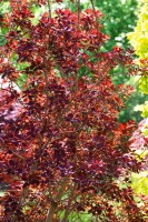 Cotinus coggygria Royal Purple 3L 40-  60