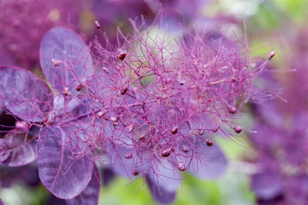 Cotinus coggygria Royal Purple Sta C 5        Krone einj.    Stammhöhe 60 cm + Krone