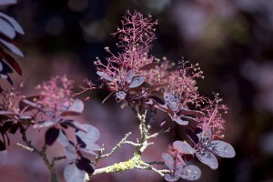 Cotinus coggygria Royal Purple Sta C 5        Krone einj.    Stammhöhe 60 cm + Krone