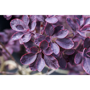 Cotinus coggygria Royal Purple Sta C 5        Krone einj.    Sth. 60-