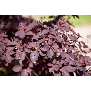 Cotinus coggygria Royal Purple Sta C 5        Krone einj.    Sth. 60-