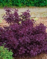 Cotinus coggygria Royal Purple Sta C 5        Krone einj.    Stammhöhe 60 cm + Krone