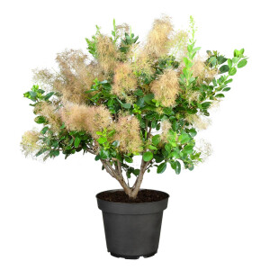 Cotinus coggygria Young Lady  -S- 40- 60 cm