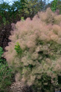 Cotinus coggygria Young Lady  -S- 40- 60 cm