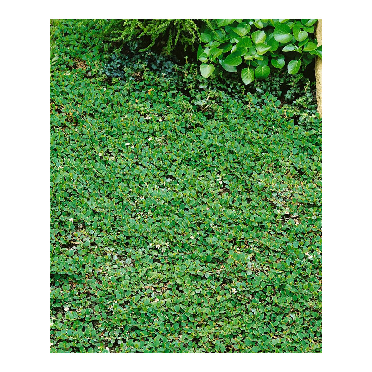 Cotoneaster dammeri Frieders Evergreen P 0,5 10- 15