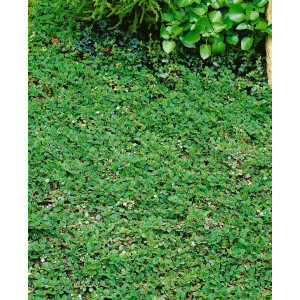 Cotoneaster dammeri Frieders Evergreen P 0,5 10- 15