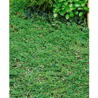 Cotoneaster dammeri Frieders Evergreen 9 cm Topf -...