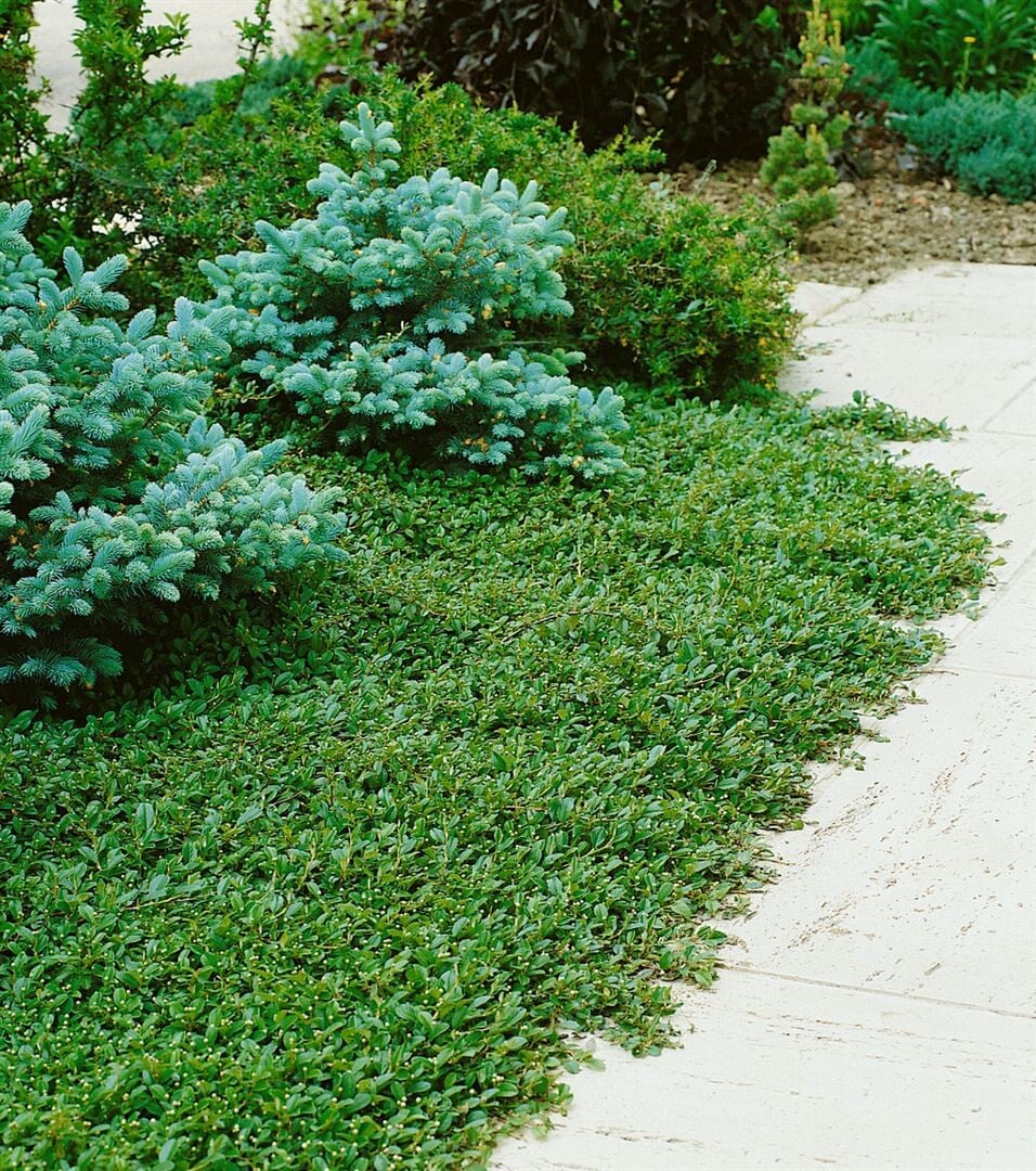 Kriechmispel 'Radicans' kaufen