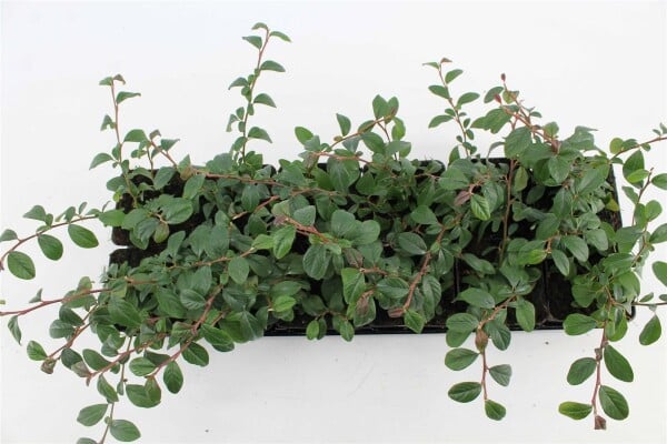 Cotoneaster dammeri radicans 9 cm Topf - Größe nach Saison