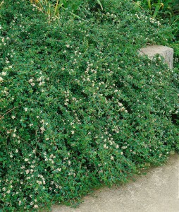 Cotoneaster dammeri radicans 9 cm Topf - Größe nach Saison