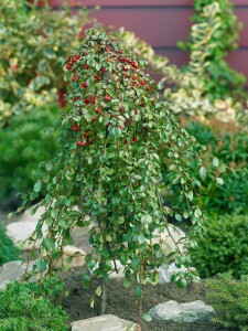 Cotoneaster dammeri radicans 9 cm Topf - Größe nach Saison