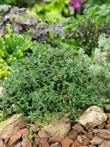 Cotoneaster micro.Streibs Findling 9 cm Topf - Größe nach Saison 10- 15