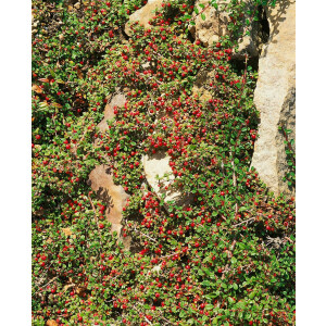 Cotoneaster micro.Streibs Findling 9 cm Topf -...