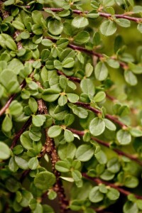 Cotoneaster micro.Streibs Findling 9 cm Topf - Größe nach Saison 10- 15