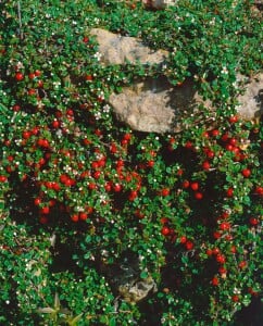 Cotoneaster micro.Streibs Findling 9 cm Topf - Größe nach Saison 10- 15