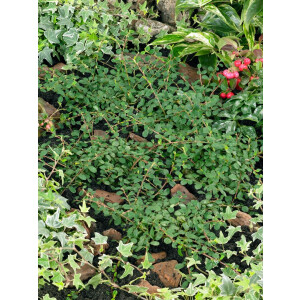 Cotoneaster micro.Streibs Findling P 0,5 10- 15
