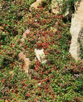 Cotoneaster micro.Streibs Findling 9 cm Topf - Größe nach Saison 10- 15