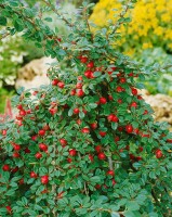 Cotoneaster micro.Streibs Findling 9 cm Topf - Größe nach Saison 10- 15