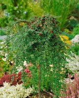 Cotoneaster micro.Streibs Findling 9 cm Topf - Größe nach Saison 10- 15