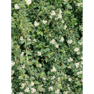 Cotoneaster procumbens Queen of Carpets Sta C 3        Krone einj.    Sth. 60-