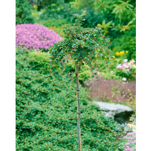 Cotoneaster procumbens Queen of Carpets Sta C 3        Krone einj.    Sth. 60-